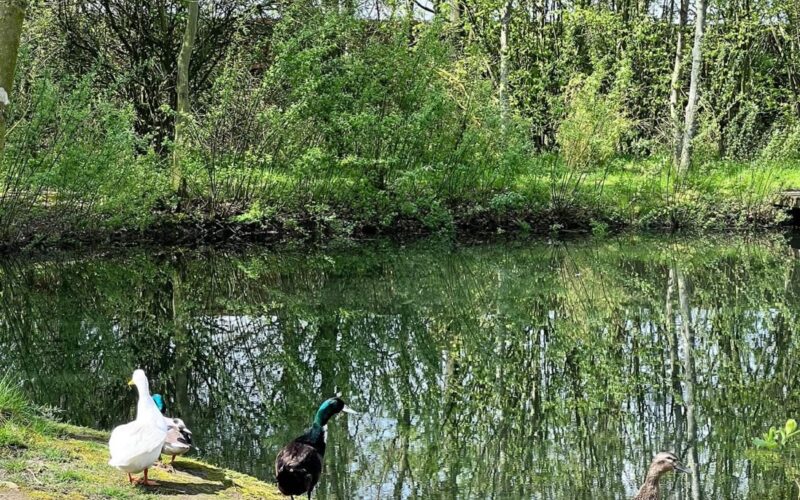 Fishing pond at Epworth Fields Lincolnshire holiday park