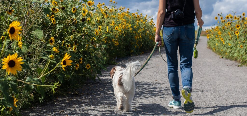 A Beginners Guide to Dog Friendly Holidays