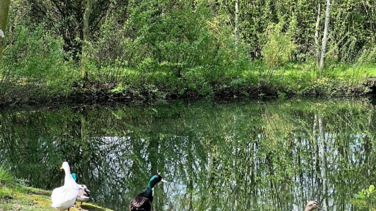Fishing pond at Epworth Fields Lincolnshire holiday park